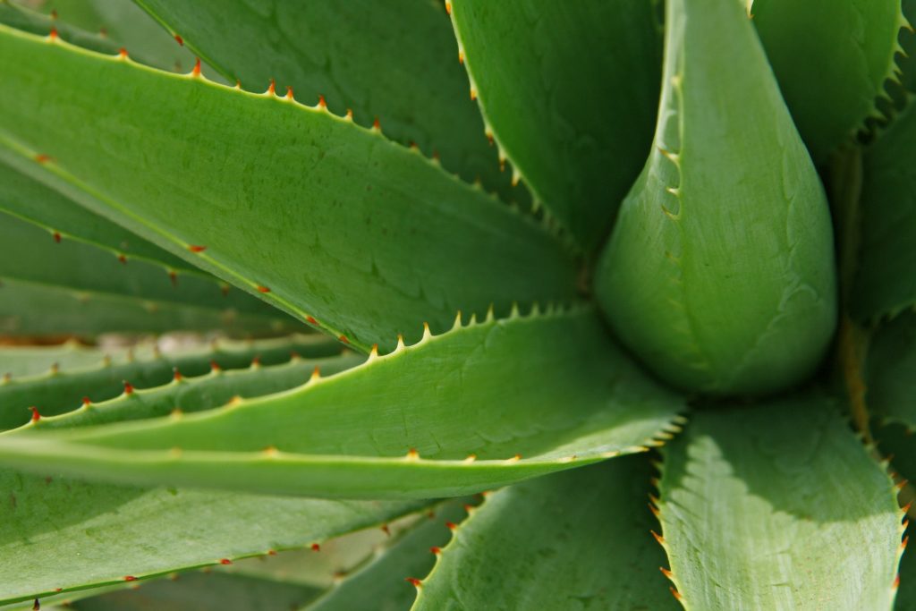 Cibi "in verde" ci aiutano a vivere meglio: Aloe