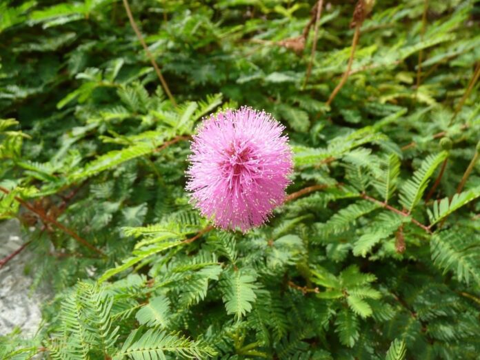 Mimosa pudica o mimosa sensibile