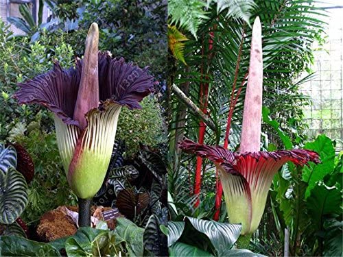 Il fiore più grande del mondo: 