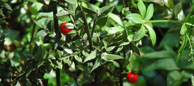 Pungitopo e vischio: piante natalizie