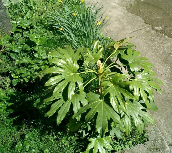 Aralia: Fatsia Japonica