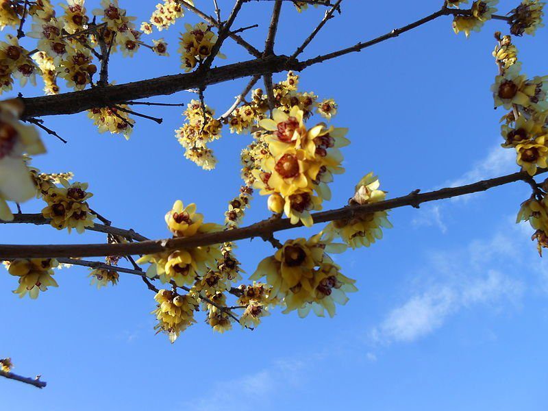 Calicanto (Chimonanthus praecox)