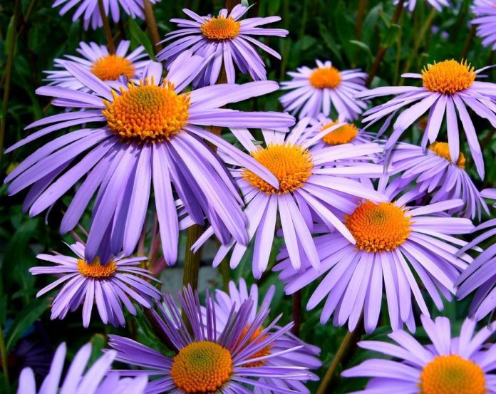 Echinacea Angustifolia pianta fitoterapica