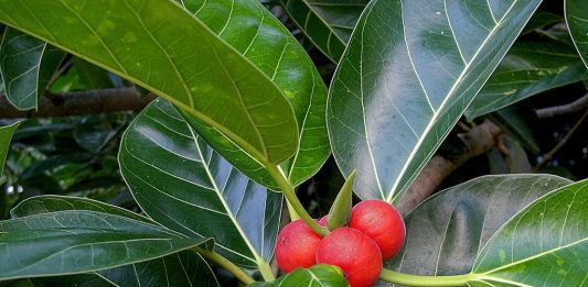 Ficus Elastica descrizione e coltivazione