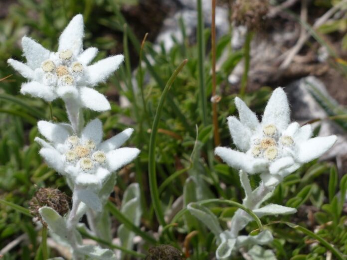 Stella alpina (Leontopodium alpinum)