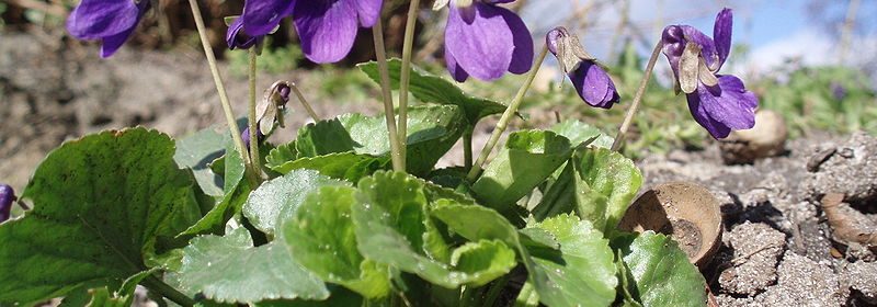 Viola mammola