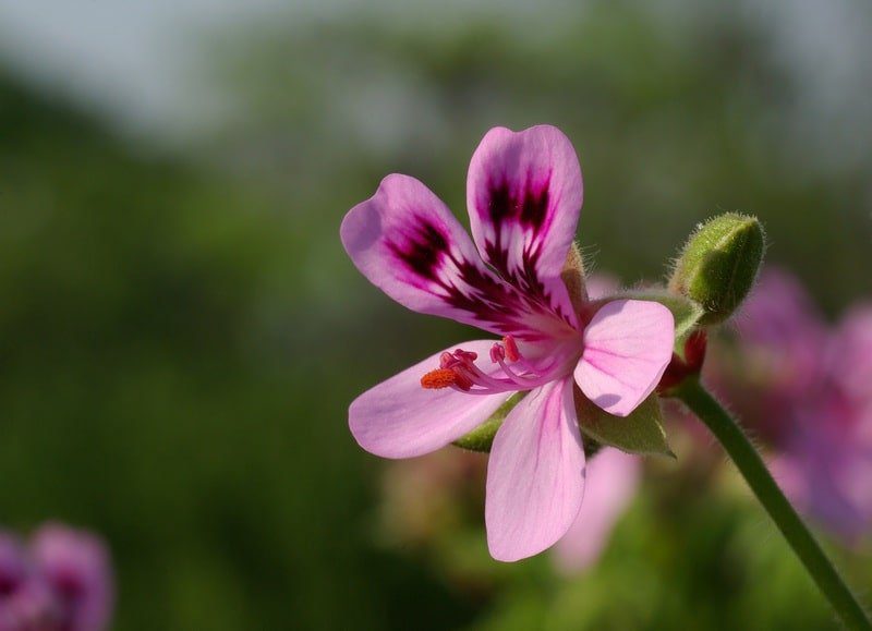 geranio edera fiori