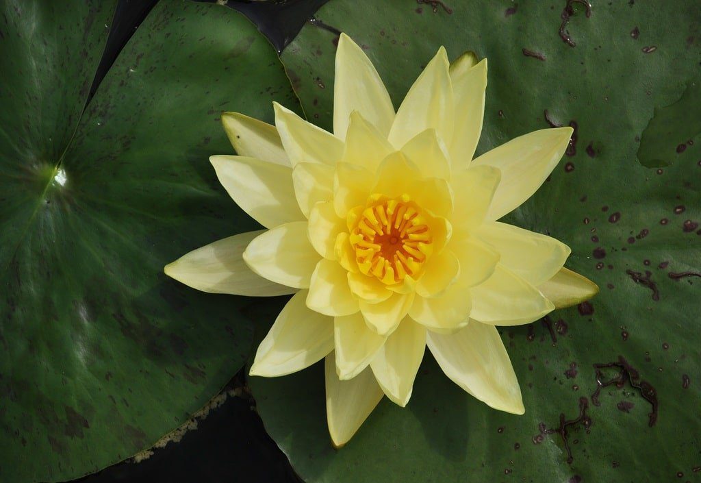 Ninfea "Nymphaea" gialla