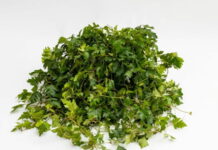 Cissus antarctica “un sempreverde” rampicante facile Cissus