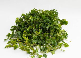 Cissus antarctica “un sempreverde” rampicante facile Cissus