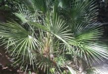 Livistona chinensis “Ventaglio cinese” Livistona chinensis "Ventaglio cinese"