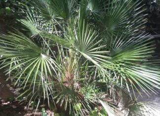 Livistona chinensis “Ventaglio cinese” Livistona chinensis "Ventaglio cinese"