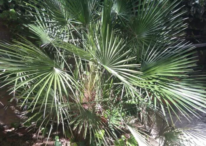 Livistona chinensis o ventaglio cinese Livistona chinensis "Ventaglio cinese"