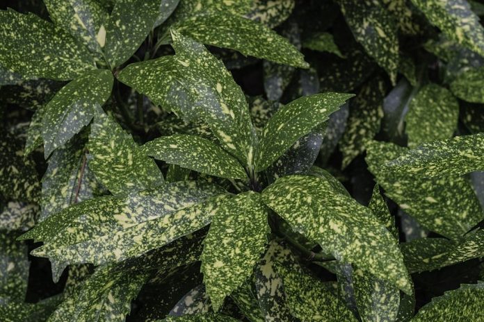 Aucuba Japonica Variegata 