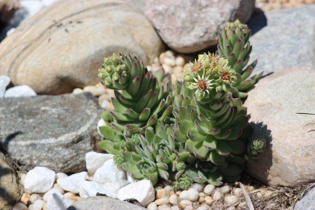 I Giardini Rocciosi Come Fare E Quali Piante Scegliere Notizie In Vetrina