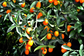 Mandarino Cinese " Kumquat"