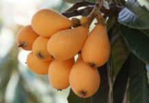 Nespolo giapponese “Eriobotrya Japonica” Nespolo giapponese "Eriobotrya Japonica"