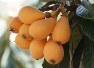 Nespolo giapponese “Eriobotrya Japonica” Nespolo giapponese "Eriobotrya Japonica"