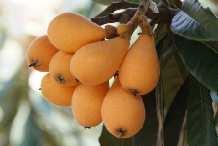 Nespolo giapponese "Eriobotrya Japonica"