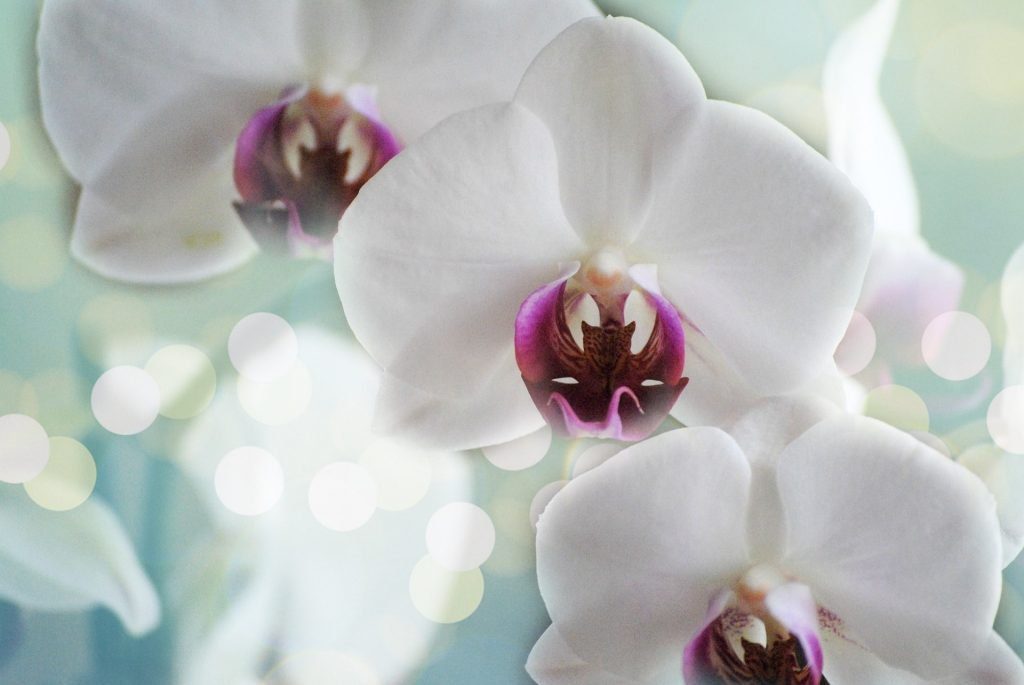 Orchidee: Cymbidium