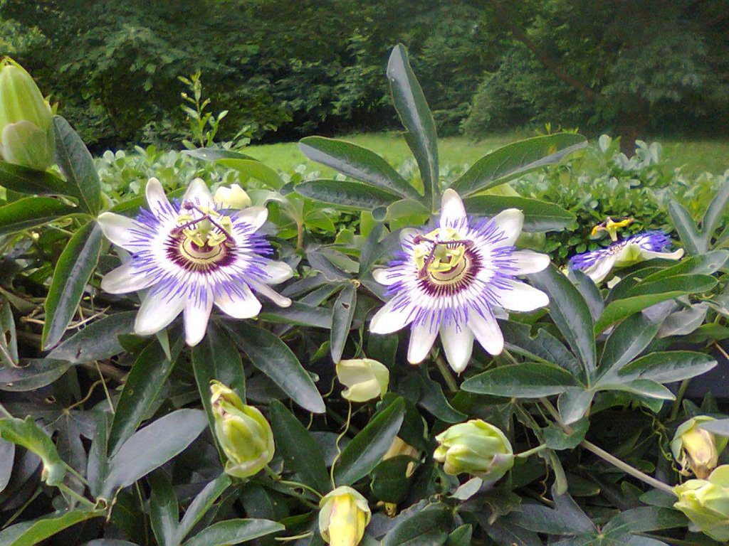 passiflora cerulea