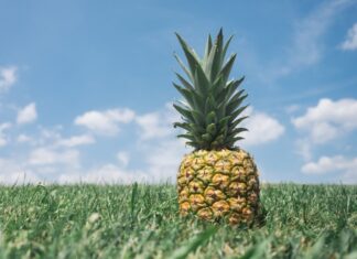 Ananasso “Ananas sativa” Ananas nel campo