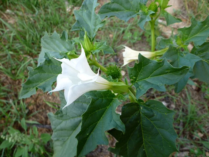 datura giardino