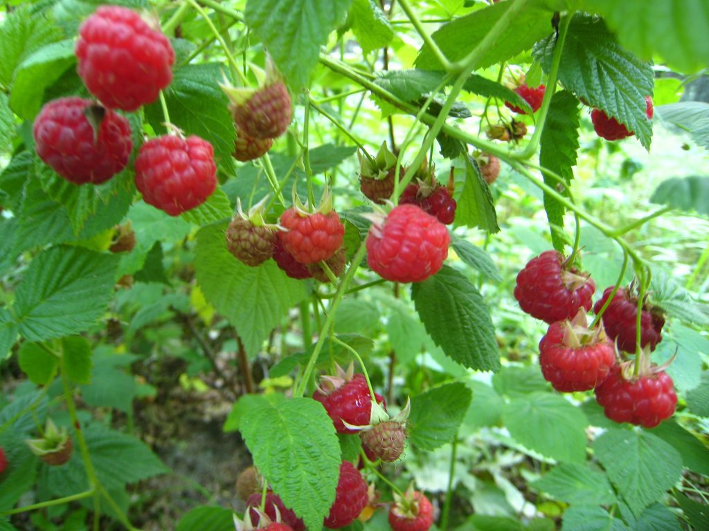 Pianta Di Lampone Rosso Rubus Idaeus - Cespuglio Perenne Da Frutto 40 Cm - Foto 11