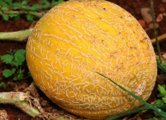 Il melone “Cucumis melo” descrizione ed uso Il melone "Cucumis melo" descrizione ed uso