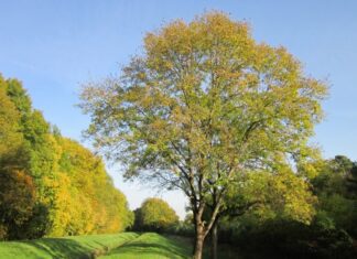Frassino o Fraxinus excelsior “piante officinali e mediche” Frassino o Fraxinus excelsior "piante officinali e mediche"