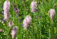 Piantaggine minore o plantago media “piante medicamentose” Piantaggine minore o plantago media