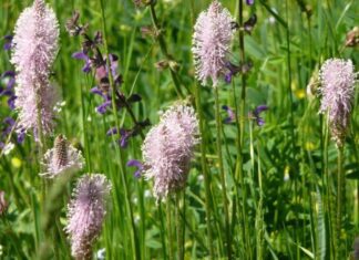 Piantaggine minore o plantago media “piante medicamentose” Piantaggine minore o plantago media