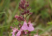 Camedrio “Teucrium chamaedrys” piante curative Camedrio "Teucrium chamaedrys" piante curative