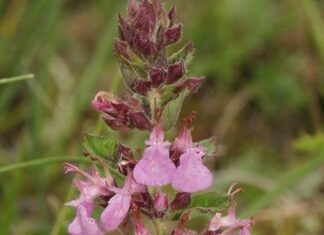 Camedrio “Teucrium chamaedrys” piante curative Camedrio "Teucrium chamaedrys" piante curative