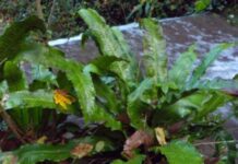 Lingua di Cervo – Scolopendrium officinale”piante mediche” Lingua di Cervo