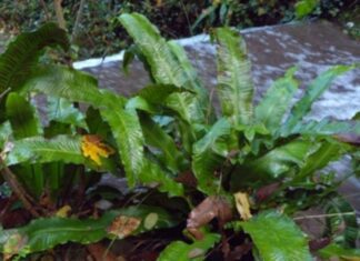Lingua di Cervo – Scolopendrium officinale”piante mediche” Lingua di Cervo