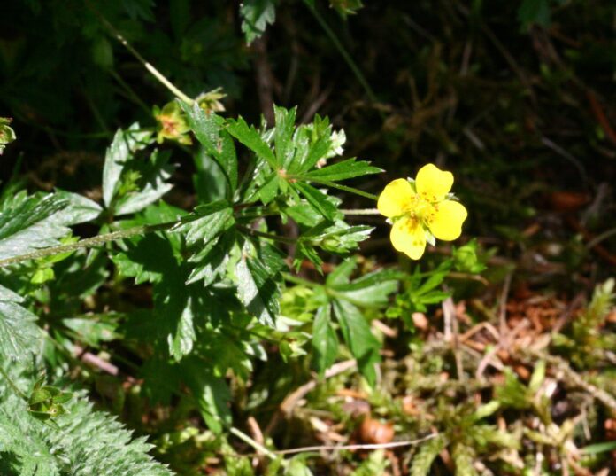 Tormentilla o Potentilla tormentilla "piante medicinali"