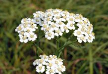Achillea millefoglio o millefoglium “piante fitoterapiche” Achillea millefoglio o millefoglium "piante fitoterapiche"
