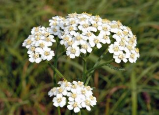 Achillea millefoglio o millefoglium “piante fitoterapiche” Achillea millefoglio o millefoglium "piante fitoterapiche"