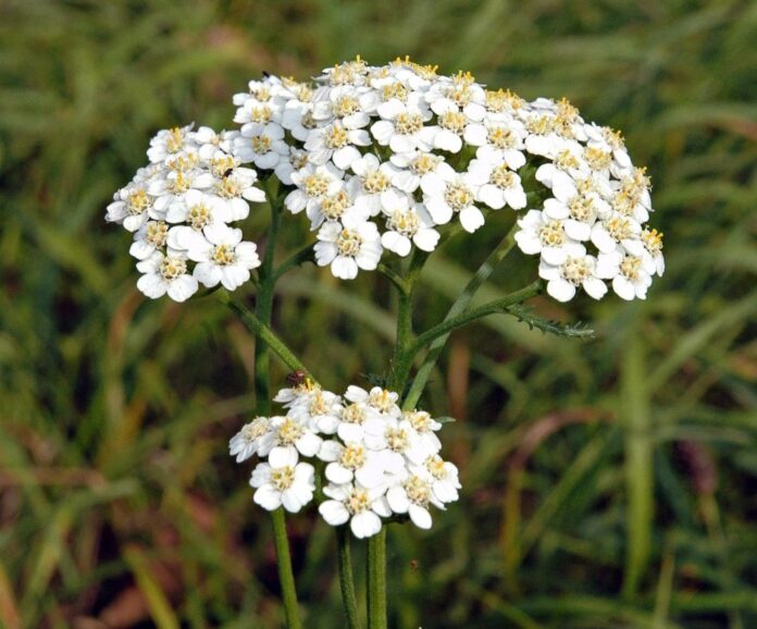 Achillea millefoglio o millefoglium "piante fitoterapiche"