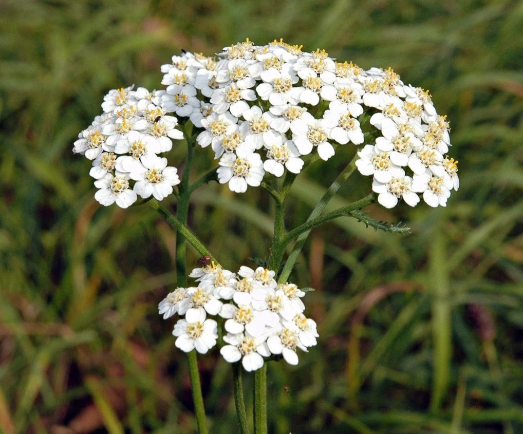 Achillea millefoglio o millefoglium "piante fitoterapiche"