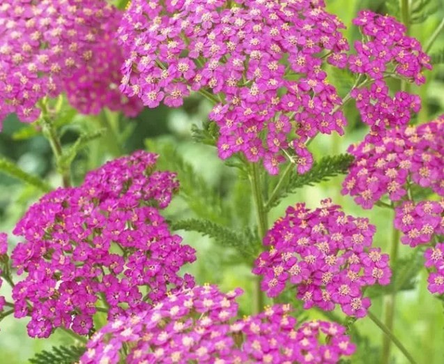 Achillea millefolium Lilac Beauty