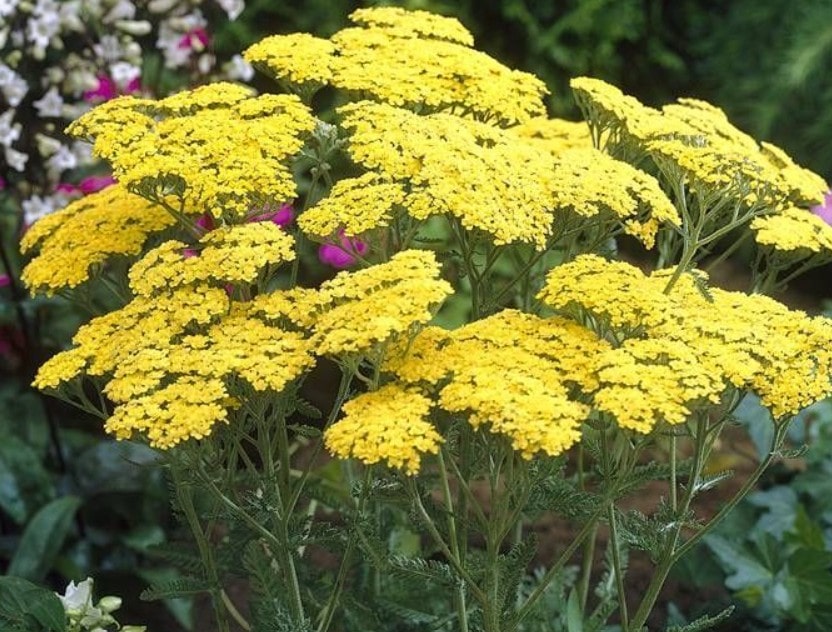 Achillea pianta fiori gialli