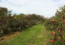 alberi da frutto meli