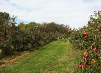 Piante e frutteto tecniche di potatura e allevamento: come potare alberi da frutto meli