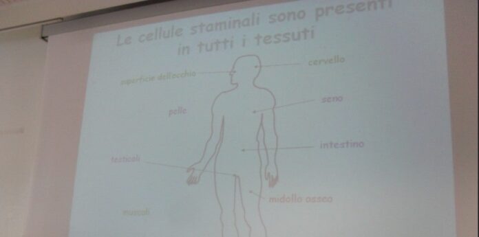Cellule staminali nel corpo umano