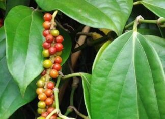 Pepe o Piper Nigrum pianta culinaria ad utilizzo fitoterapico Pepe o Piper Nigrum pianta culinaria ad utilizzo fitoterapico