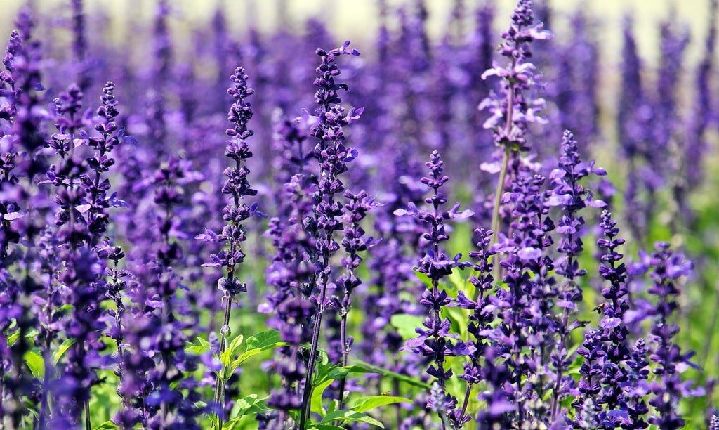 Lavanda o Lavandula officinali: piante fitoterapiche profumate