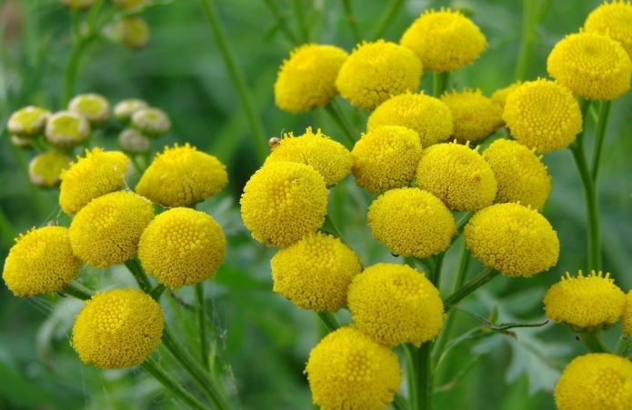 Tanaceto o Tanacetum vulgare - piante fitoterapiche