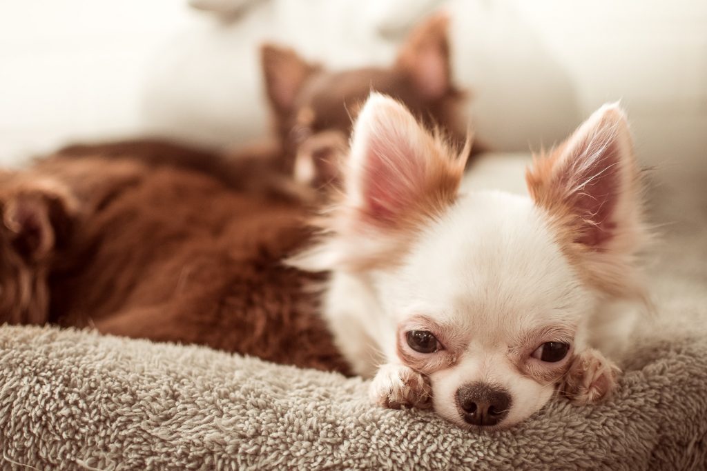 Animali ed anemia: cane anemico come intervenire